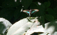 Graphium sarpedon luctatius
