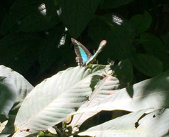 Graphium sarpedon luctatius