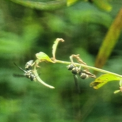 Antepipona
