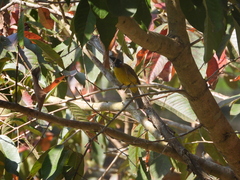 Rubigula flaviventris