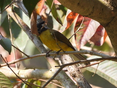 Rubigula flaviventris