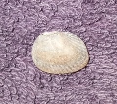 Noetia ponderosa