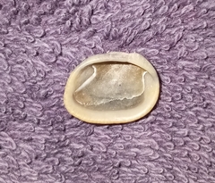 Noetia ponderosa