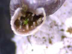 Chondrina avenacea