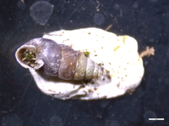 Chondrina avenacea