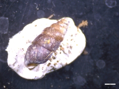 Chondrina avenacea