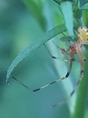 Phylloneta pictipes