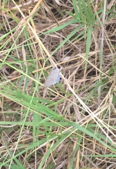 Hemiargus ceraunus astenidas
