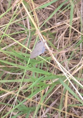 Hemiargus ceraunus astenidas