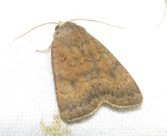 Noctua interjecta