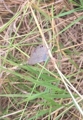 Hemiargus ceraunus astenidas