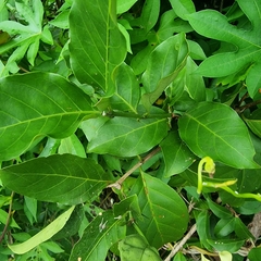 Oxyceros longiflorus