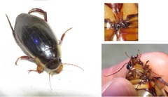 Dytiscus dimidiatus