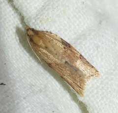 Clepsis spectrana
