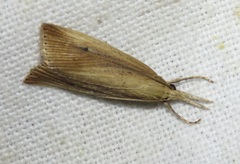 Chilo phragmitella