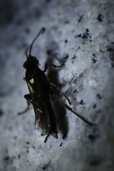 Ichneumonina