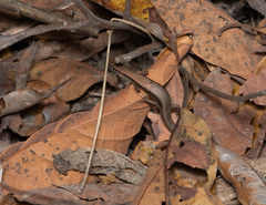 Scincella formosensis