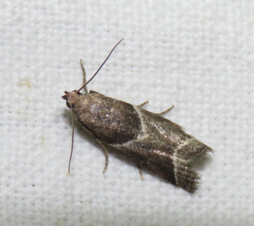 Nyctegretis lineana