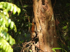 Callosciurus caniceps