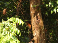 Callosciurus caniceps