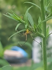 Phylloneta pictipes
