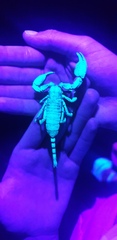 Opisthacanthus validus