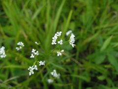 Asperula tinctoria
