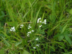 Asperula tinctoria