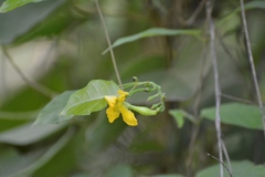 Mandevilla subsessilis