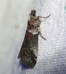 Acrobasis legatea