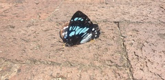 Charaxes wakefieldi