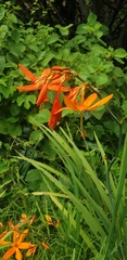 Crocosmia aurea