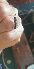 Syllegomydinae