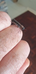 Syllegomydinae