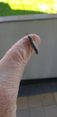 Syllegomydinae