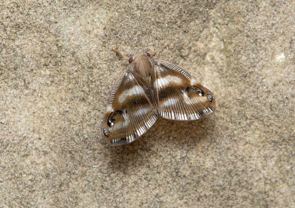 Ricania simulans