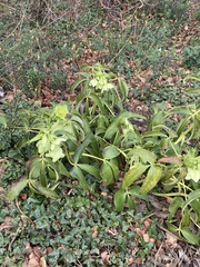 Helleborus