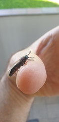Syllegomydinae