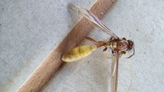 Apoica