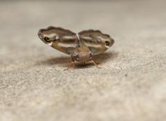 Ricania simulans