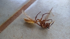 Apoica