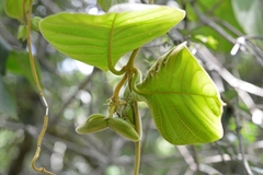 Prestonia mexicana