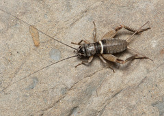 Teleogryllus mitratus
