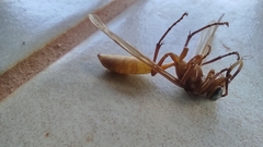 Apoica