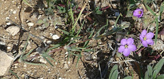 Spergularia purpurea