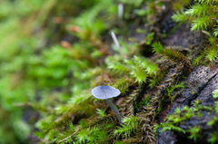 Mycena pseudocorticola