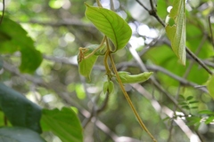 Prestonia mexicana