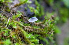 Mycena pseudocorticola