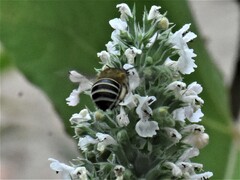 Amegilla