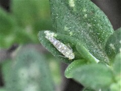 Eupteryx decemnotata